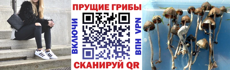 купить  сайты  Болотное  Галлюциногенные грибы прущие грибы 